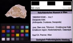 Foto (Objekt + Etiketten) von Decapoda indet. (NHMW-GEO-1990-0041-0348)